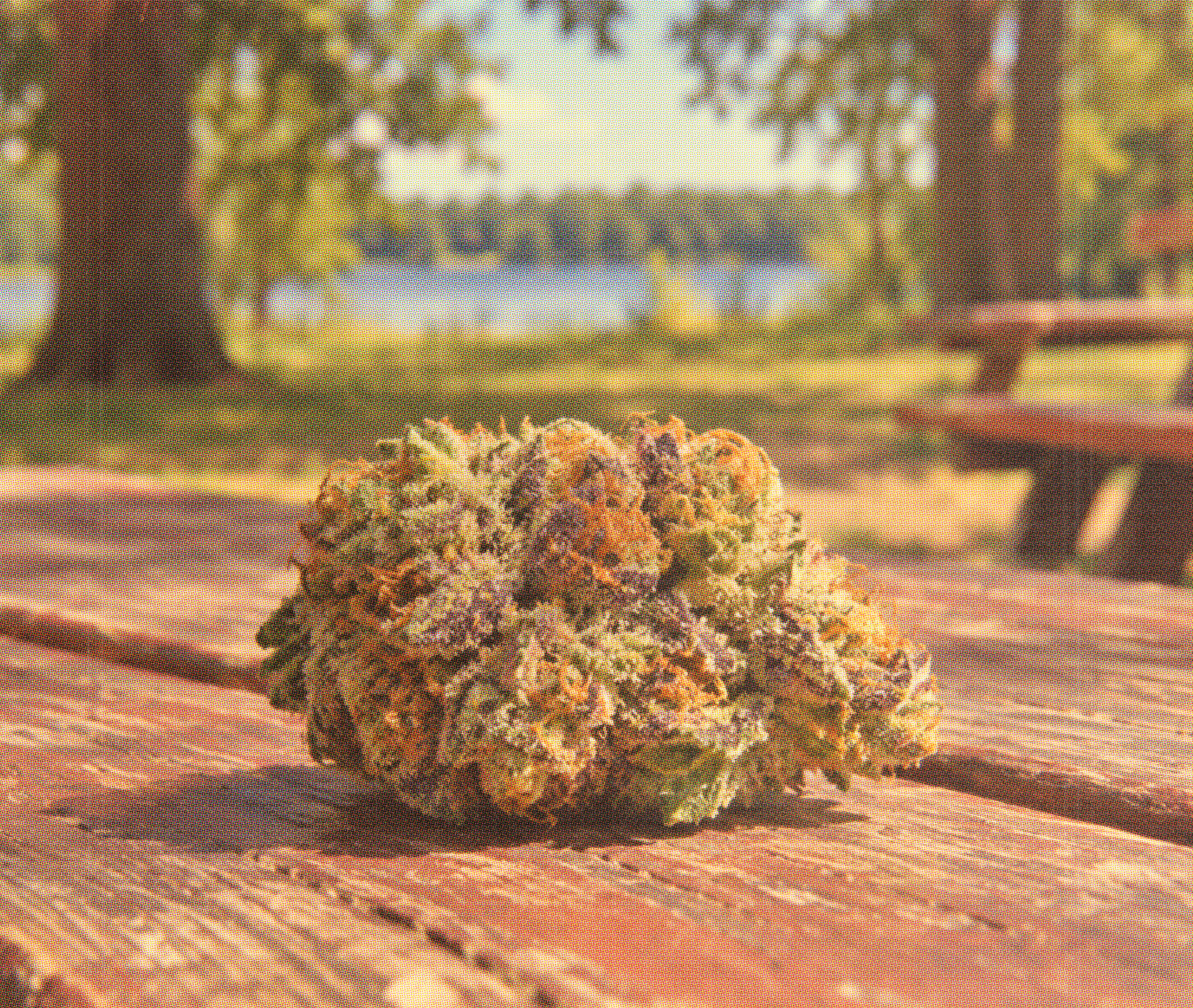 Lemon Cherry Gelato bud on a wooden picnic table by a lake