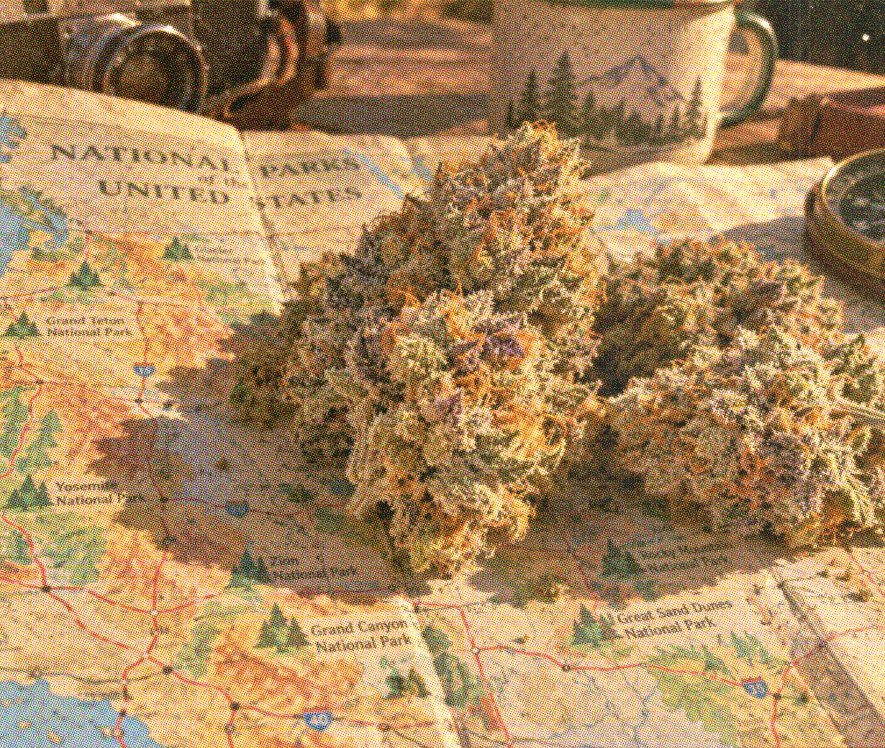 Rainbow Belts buds resting on a national parks map