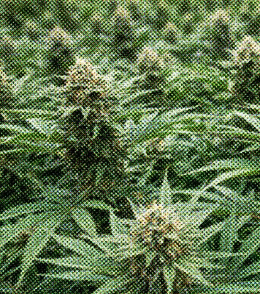 Cannabis plants in flower